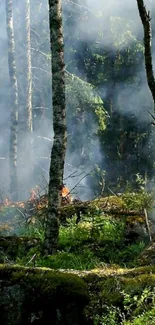 Mystical forest with smoke and tall trees in natural setting.