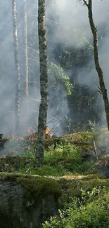 Smoky forest scene with lush greenery and tall trees.