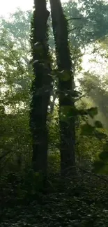 Sunbeams through trees in a tranquil forest setting.