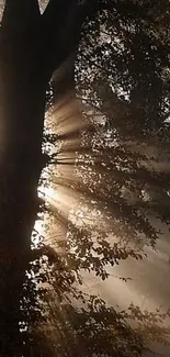 Sunlight streaming through dark forest trees.