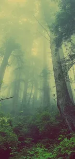 Misty forest with tall trees and lush green foliage, creating a serene atmosphere.