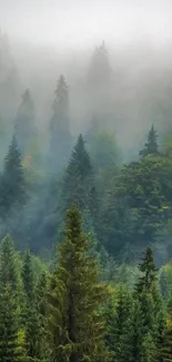 A misty forest with lush green trees and a serene atmosphere.