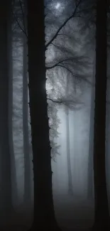 Dark misty forest with towering trees.