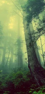 Serene forest with mist and towering green trees wallpaper.