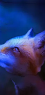 Mystical fox glowing in a blue aura wallpaper.