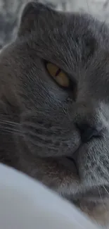 Close-up of a gray cat with amber eyes, ideal for a mobile wallpaper.