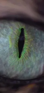 Close-up of a vibrant green cat eye, detailed and mesmerizing.