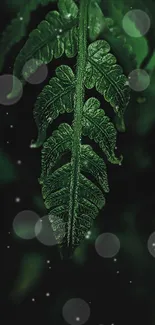 Dark green fern leaf with blurred background for mobile wallpaper.