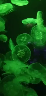 Green jellyfish glowing underwater in a mesmerizing mobile wallpaper display.