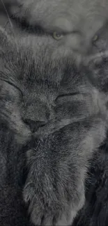 Mystical grey cat resting serenely in dark tones.