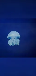 Luminous jellyfish floating in dark blue ocean wallpaper.