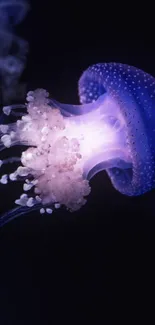 Glowing jellyfish with vibrant purple hues against a dark ocean background.