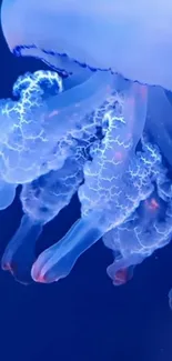 Glowing jellyfish in deep blue ocean background.