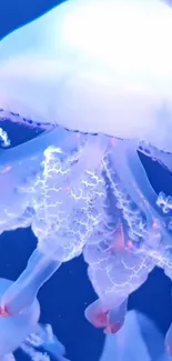 Glowing jellyfish in vibrant blue ocean.