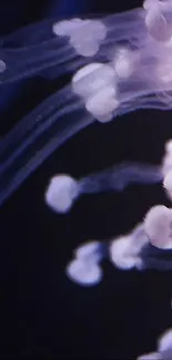 Close-up of glowing jellyfish tendrils in deep water.