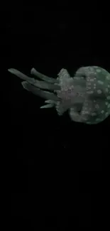 Glistening jellyfish floats against a black background.