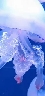 Ethereal jellyfish floating gracefully in a deep blue ocean background.