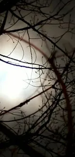 Silhouette of moon through branches in mystical night scene.