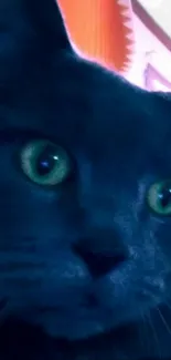 Close-up of a black cat with green eyes in a dark blue setting.