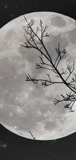 Moonlit night with branches silhouetted in the foreground.