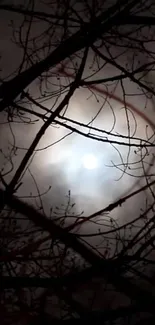 Moonlit night with silhouetted branches against a dark sky.