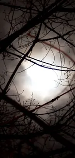 Silhouetted branches with a moonlit glow creating a mystical ambiance.