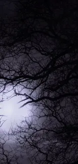 Silhouetted branches against a mystical, moonlit night sky.