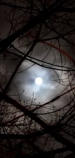 Mysterious moonlit night with silhouetted tree branches.