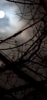 Moonlit branches create a mystical nighttime scene.