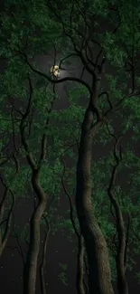 Moonlit forest with tall tree silhouettes under a dark night sky.