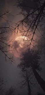 Moonlit forest with silhouette trees.