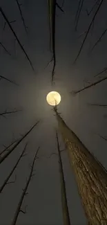 Tall trees under a bright full moon, creating a mystical forest view.