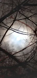 Moonlit night scene with silhouetted branches.