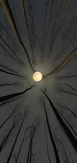 Moon shining through tall bare trees at night.