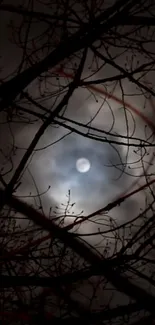 Moon shines through bare branches at night, creating a mystical scene.