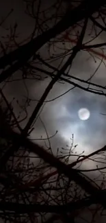 Night sky with full moon and tree silhouettes.