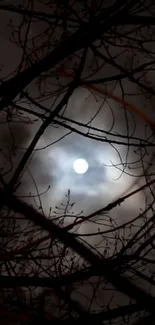 Moonlit night sky with silhouetted branches.