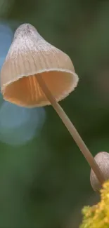 Close-up view of mushrooms in natural setting.
