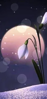 Snowdrops under a full moon in a mystical night setting wallpaper.