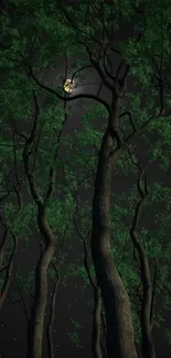 Moonlit night forest scene with towering green trees.