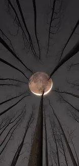 Mystical full moon framed by bare treetops at night.