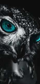 Owl with teal eyes on a dark background, perfect for mobile wallpaper.