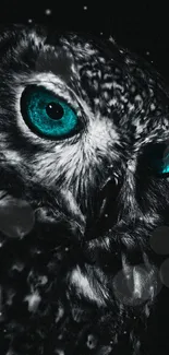 Owl with teal eyes on a dark background.