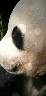 Panda face with bokeh effect in serene wallpaper.