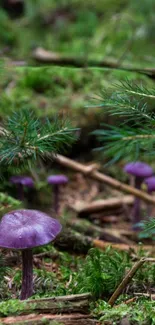 Mushrooms in a lush green forest setting