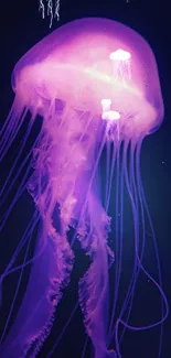 Purple jellyfish glowing against a dark background.