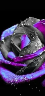 Close-up of a shimmering purple rose with water droplets on a dark background.