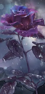 Mystical purple rose with starry night background