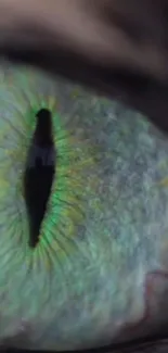 Close-up of a vibrant, mystical reptilian eye with green hues.