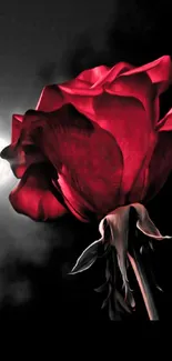 Red rose in moonlight against dark sky wallpaper